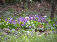 /album/fiori-invernali/viola-mammola-jpg/